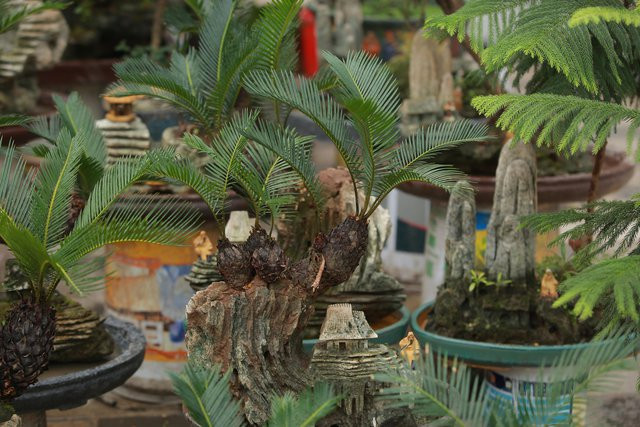 Vạn tuế mini bonsai 20 năm tuổi xuống phố - Hình 4 Van tue mini bonsai 20 nam tuoi xuong pho-Hinh-4
