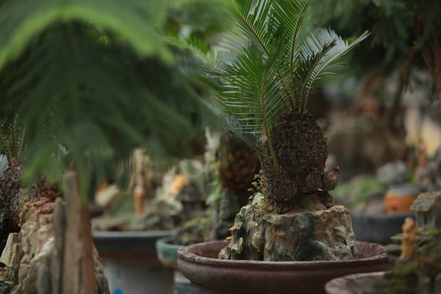 Vạn tuế mini bonsai 20 năm tuổi xuống phố - Hình 5 Van tue mini bonsai 20 nam tuoi xuong pho-Hinh-5