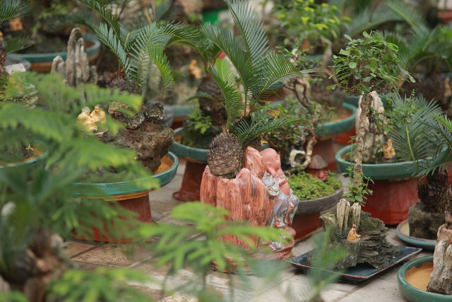 Vạn tuế mini bonsai 20 năm tuổi xuống phố - Hình 7 Van tue mini bonsai 20 nam tuoi xuong pho-Hinh-7