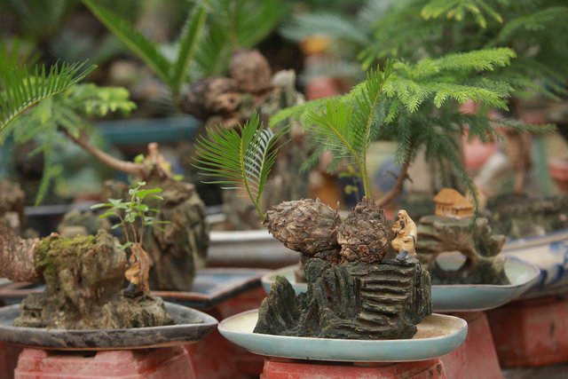 Vạn tuế mini bonsai 20 năm tuổi xuống phố - Hình 2 Van tue mini bonsai 20 nam tuoi xuong pho-Hinh-2