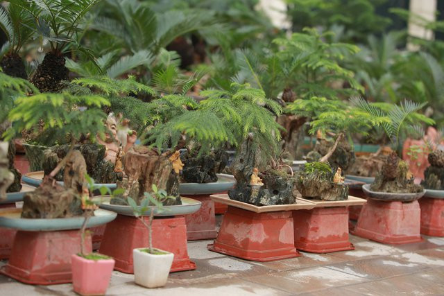 Vạn tuế mini bonsai 20 năm tuổi xuống phố Van tue mini bonsai 20 nam tuoi xuong pho
