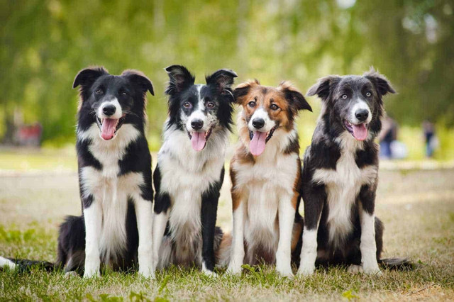 Các nhà khoa học công bố danh sách giống chó khôn và ngu nhất Cac nha khoa hoc cong bo danh sach giong cho khon va ngu nhat
