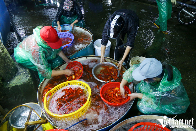 Gà cúng ngậm hoa hồng hơn 500.000 đồng/con vẫn hút khách - Hình 4 Ga cung ngam hoa hong hon 500.000 dong/con van hut khach-Hinh-4