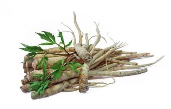 Loại cây dại trên núi 1 triệu/kg, Việt Nam có nhiều Loai cay dai tren nui 1 trieu/kg, Viet Nam co nhieu