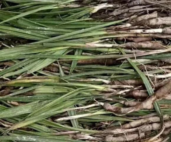 Loại cây dại trên núi 1 triệu/kg, Việt Nam có nhiều - Hình 2 Loai cay dai tren nui 1 trieu/kg, Viet Nam co nhieu-Hinh-2