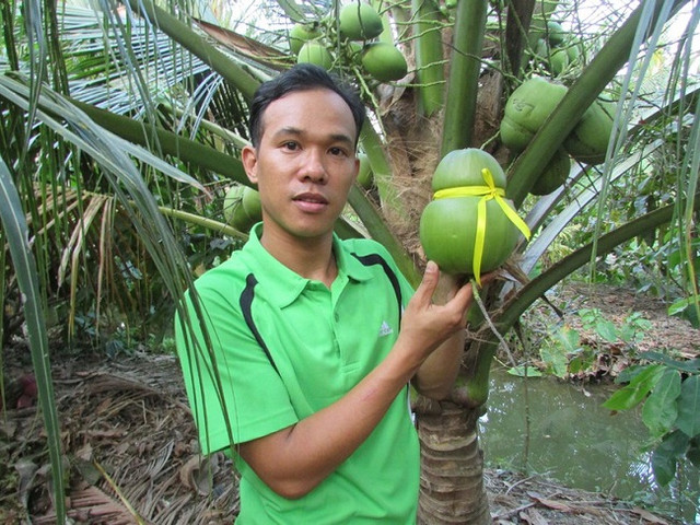 Quả dừa lạ chưa từng thấy, giá cao ngất ngưởng vẫn cháy hàng Qua dua la chua tung thay, gia cao ngat nguong van chay hang