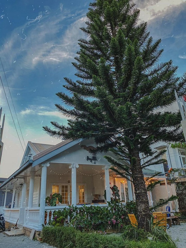 Chiêm ngưỡng ngôi nhà bên gốc tùng già ở Đà Lạt đẹp như châu Âu Chiem nguong ngoi nha ben goc tung gia o Da Lat dep nhu chau Au