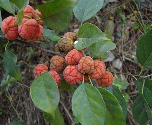 Loại quả nhìn như bộ não, mọc hoang mà giá gần 200 nghìn/kg Loai qua nhin nhu bo nao, moc hoang ma gia gan 200 nghin/kg