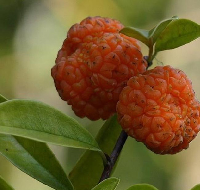 Loại quả nhìn như bộ não, mọc hoang mà giá gần 200 nghìn/kg - Hình 2 Loai qua nhin nhu bo nao, moc hoang ma gia gan 200 nghin/kg-Hinh-2