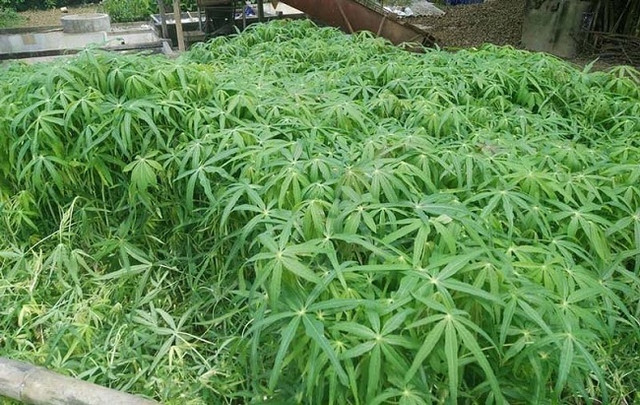 Món rau nhà nghèo thành đặc sản, chị em lùng mua tích trữ - Hình 3 Mon rau nha ngheo thanh dac san, chi em lung mua tich tru-Hinh-3