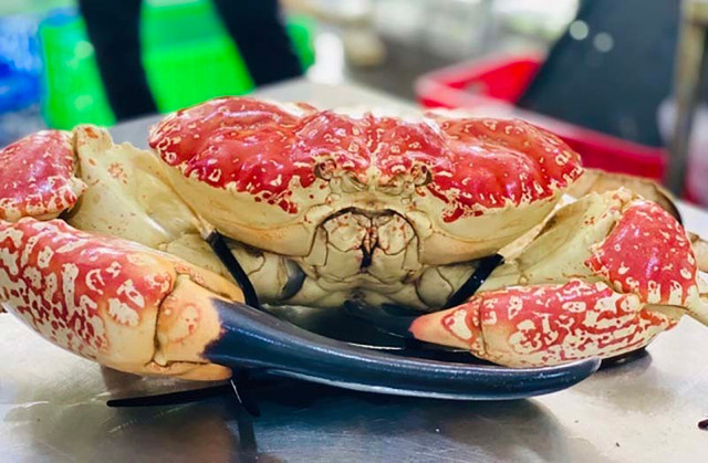 Cua Úc khổng lồ, đi máy bay về chợ Tết - Hình 2 Cua Uc khong lo, di may bay ve cho Tet-Hinh-2