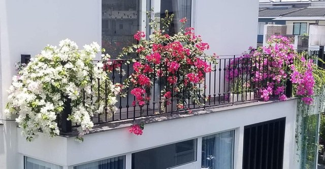 Loại cây trồng ở ban công hút tài lộc, nhà ở càng lâu càng phát tài - Hình 4 Loai cay trong o ban cong hut tai loc, nha o cang lau cang phat tai-Hinh-4