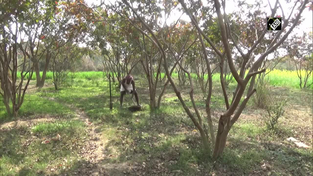 Người đàn ông Ấn Độ biến vùng đất cằn cỗi thành khu vườn hái ra tiền Nguoi dan ong An Do bien vung dat can coi thanh khu vuon hai ra tien
