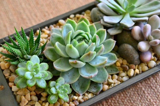 6 loại cây cứ đặt trong phòng làm việc là không lo túng thiếu 6 loai cay cu dat trong phong lam viec la khong lo tung thieu