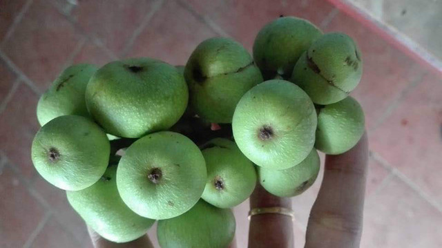 Sung nếp: Trước rụng bỏ đi, nay gom bán giá đắt đỏ Sung nep: Truoc rung bo di, nay gom ban gia dat do