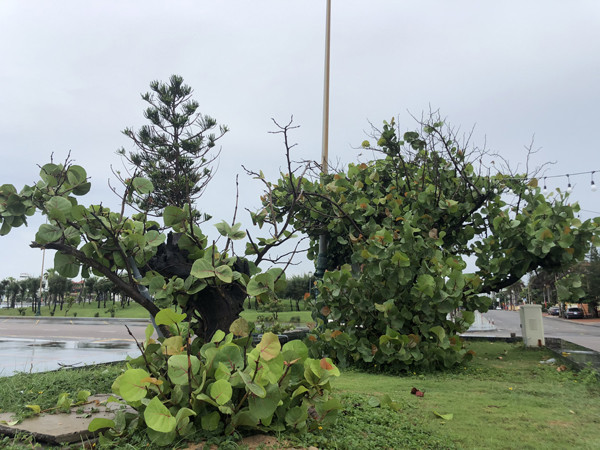 Lấy lá cây về ép thành bát đĩa, bán sang châu Âu cả chục nghìn chiếc Lay la cay ve ep thanh bat dia, ban sang chau Au ca chuc nghin chiec