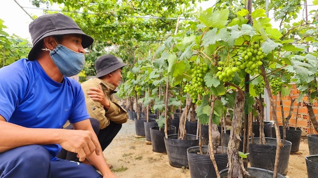 Ninh Thuận: Nho cảnh thu hút người chơi trong dịp Tết Ninh Thuan: Nho canh thu hut nguoi choi trong dip Tet