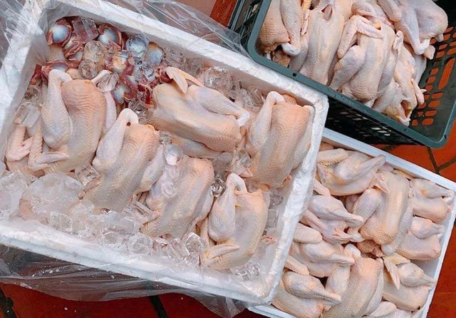 Tôm hùm đỏ hiếm có, về Việt Nam bán với giá 10 triệu đồng/con - Hình 2 Tom hum do hiem co, ve Viet Nam ban voi gia 10 trieu dong/con-Hinh-2