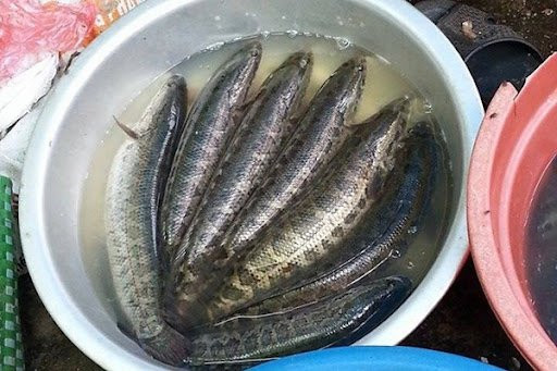 8 loại cá đầu bảng giúp tăng IQ và chiều cao vượt trội - Hình 2 8 loai ca dau bang giup tang IQ va chieu cao vuot troi-Hinh-2