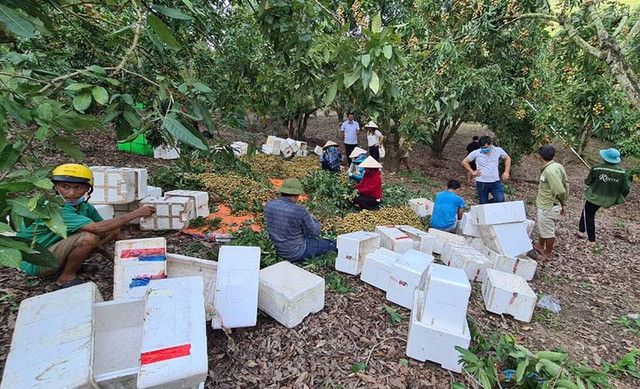 Đặc sản Sông Mã rớt giá, rẻ hơn rau vẫn vắng khách mua - Hình 3 Dac san Song Ma rot gia, re hon rau van vang khach mua-Hinh-3