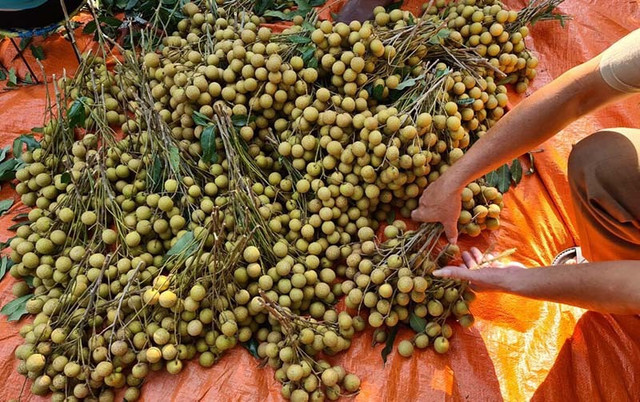 Đặc sản Sông Mã rớt giá, rẻ hơn rau vẫn vắng khách mua - Hình 2 Dac san Song Ma rot gia, re hon rau van vang khach mua-Hinh-2