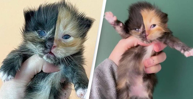 Những con mèo mặt hai màu nổi tiếng nhất thế giới Nhung con meo mat hai mau noi tieng nhat the gioi