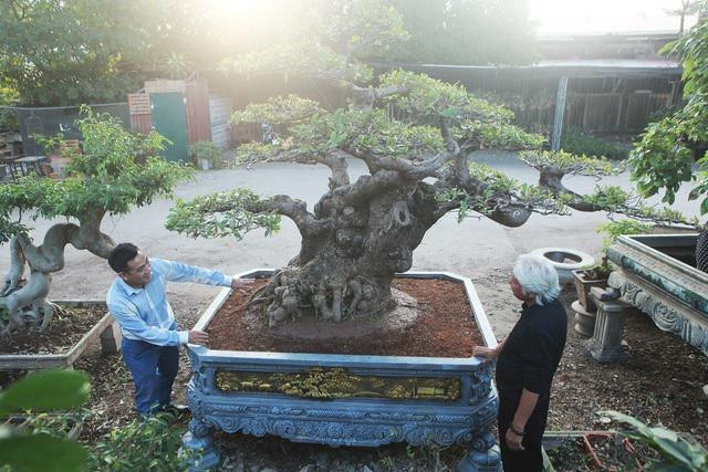 Chiêm ngưỡng cây lộc vừng tiền tỷ được chủ nhân giấu kỹ Chiem nguong cay loc vung tien ty duoc chu nhan giau ky