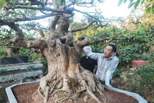 Chiêm ngưỡng cây lộc vừng tiền tỷ được chủ nhân giấu kỹ - Hình 3 Chiem nguong cay loc vung tien ty duoc chu nhan giau ky-Hinh-3