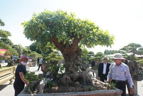Chiêm ngưỡng cây lộc vừng tiền tỷ được chủ nhân giấu kỹ - Hình 5 Chiem nguong cay loc vung tien ty duoc chu nhan giau ky-Hinh-5