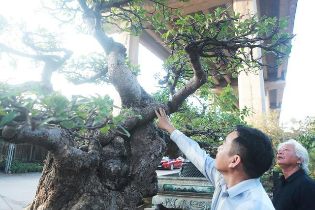 Chiêm ngưỡng cây lộc vừng tiền tỷ được chủ nhân giấu kỹ - Hình 2 Chiem nguong cay loc vung tien ty duoc chu nhan giau ky-Hinh-2