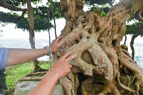 Chiêm ngưỡng cây sanh cổ trăm tuổi phong hóa cùng thời gian - Hình 2 Chiem nguong cay sanh co tram tuoi phong hoa cung thoi gian-Hinh-2