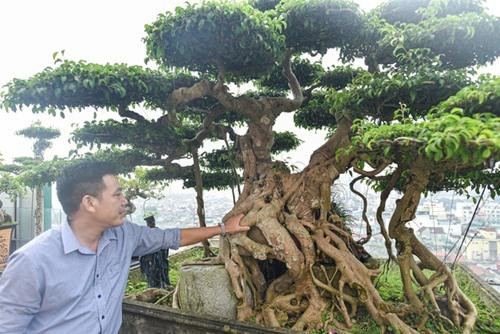 Chiêm ngưỡng cây sanh cổ trăm tuổi phong hóa cùng thời gian - Hình 3 Chiem nguong cay sanh co tram tuoi phong hoa cung thoi gian-Hinh-3