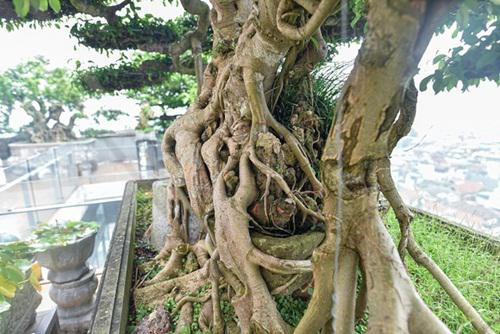 Chiêm ngưỡng cây sanh cổ trăm tuổi phong hóa cùng thời gian - Hình 4 Chiem nguong cay sanh co tram tuoi phong hoa cung thoi gian-Hinh-4
