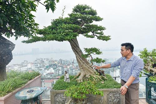 Chiêm ngưỡng cây sanh cổ trăm tuổi phong hóa cùng thời gian - Hình 8 Chiem nguong cay sanh co tram tuoi phong hoa cung thoi gian-Hinh-8