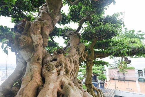 Chiêm ngưỡng cây sanh cổ trăm tuổi phong hóa cùng thời gian - Hình 5 Chiem nguong cay sanh co tram tuoi phong hoa cung thoi gian-Hinh-5