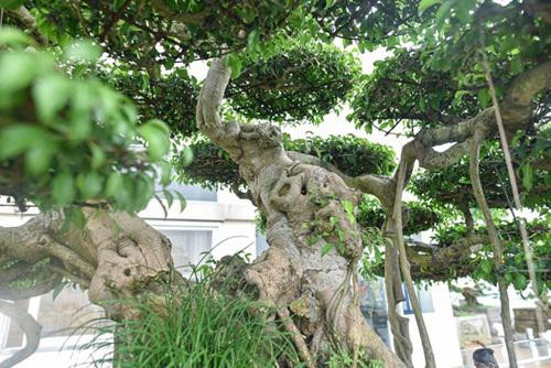 Chiêm ngưỡng cây sanh cổ trăm tuổi phong hóa cùng thời gian - Hình 6 Chiem nguong cay sanh co tram tuoi phong hoa cung thoi gian-Hinh-6