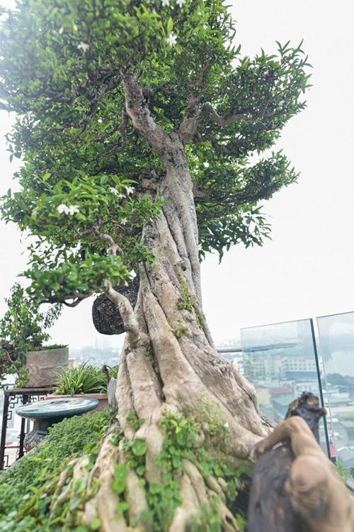 Chiêm ngưỡng cây sanh cổ trăm tuổi phong hóa cùng thời gian - Hình 9 Chiem nguong cay sanh co tram tuoi phong hoa cung thoi gian-Hinh-9