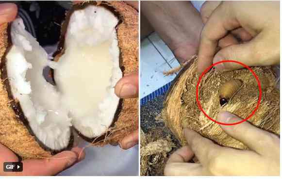 Mua dừa sáp về ăn, cô gái vui hết nấc khi lãi được con này Mua dua sap ve an, co gai vui het nac khi lai duoc con nay