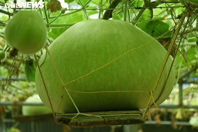 Giống bầu kỳ lạ ở Hải Phòng, mọc ở ngoài đảo, tròn nặng 15 kg Giong bau ky la o Hai Phong, moc o ngoai dao, tron nang 15 kg