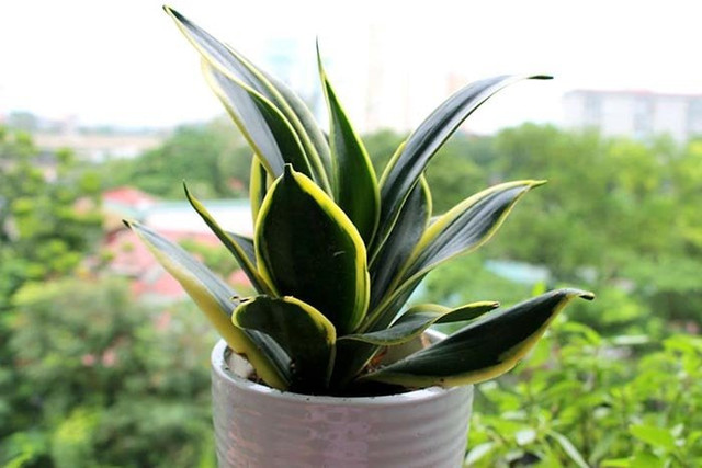 5 loại cây phong thủy để bàn cho người mệnh Thổ giúp chiêu tài, hút lộc 5 loai cay phong thuy de ban cho nguoi menh Tho giup chieu tai, hut loc