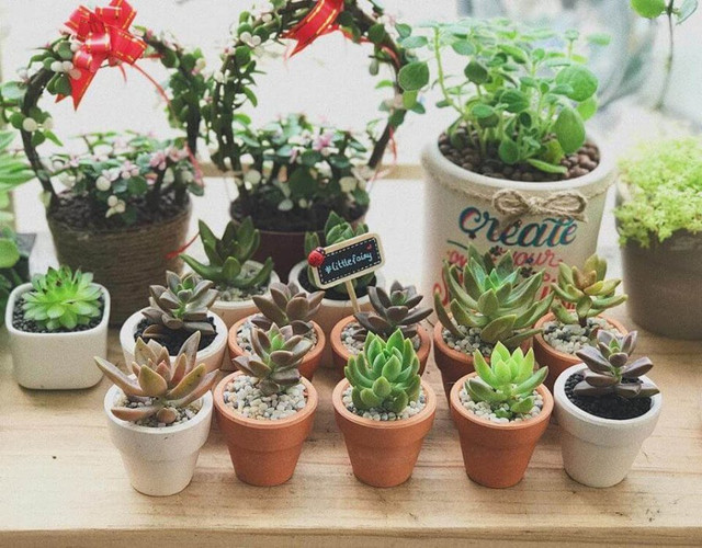 5 loại cây phong thủy để bàn cho người mệnh Thổ giúp chiêu tài, hút lộc - Hình 4 5 loai cay phong thuy de ban cho nguoi menh Tho giup chieu tai, hut loc-Hinh-4