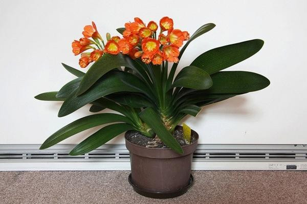 5 loại cây phong thủy để bàn cho người mệnh Thổ giúp chiêu tài, hút lộc - Hình 2 5 loai cay phong thuy de ban cho nguoi menh Tho giup chieu tai, hut loc-Hinh-2