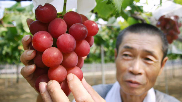 Loại hoa quả mùa hè tưởng quen thuộc mà đắt không tưởng - Hình 8 Loai hoa qua mua he tuong quen thuoc ma dat khong tuong-Hinh-8