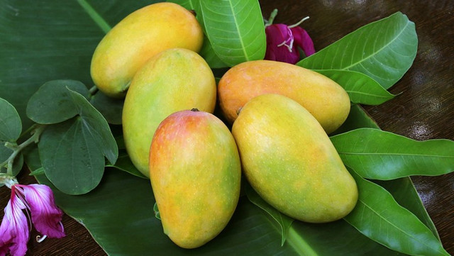 Người mắc 6 bệnh này không nên ăn xoài kẻo hại thân - Hình 2 Nguoi mac 6 benh nay khong nen an xoai keo hai than-Hinh-2