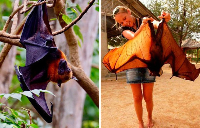 Loài dơi và những siêu năng lực bất ngờ Loai doi va nhung sieu nang luc bat ngo