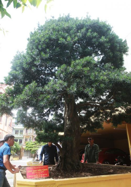 Chiêm ngưỡng cây tùng cổ dáng lạ được định giá 1 triệu USD - Hình 2 Chiem nguong cay tung co dang la duoc dinh gia 1 trieu USD-Hinh-2