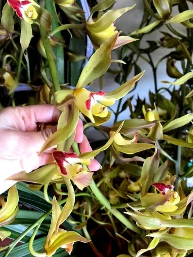 Lan Trần Mộng siêu rẻ, 20 nghìn/cành hoa dài cả mét - Hình 3 Lan Tran Mong sieu re, 20 nghin/canh hoa dai ca met-Hinh-3