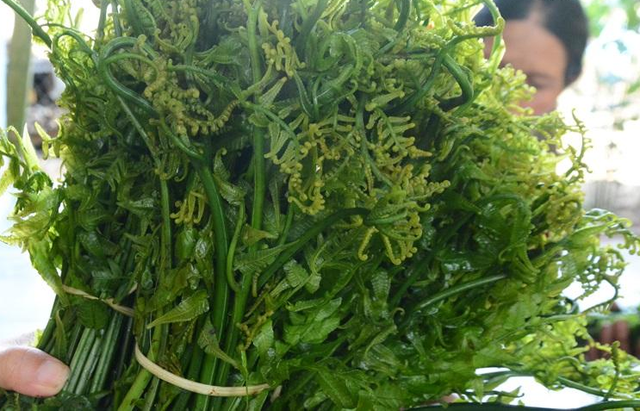 "Sốt xình xịch" mua rau dớn vài trăm nghìn/kg vì đồn có tác dụng chữa bệnh - Hình 4