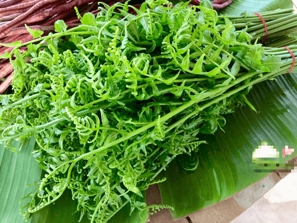 "Sốt xình xịch" mua rau dớn vài trăm nghìn/kg vì đồn có tác dụng chữa bệnh - Hình 6