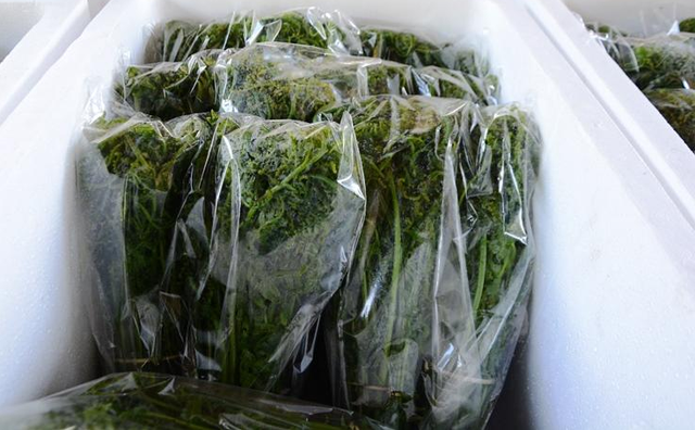 "Sốt xình xịch" mua rau dớn vài trăm nghìn/kg vì đồn có tác dụng chữa bệnh - Hình 7